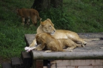 110618_tamazoo_03 多摩動物公園
