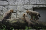 110618_tamazoo_04 多摩動物公園