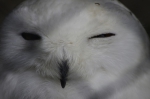 110618_tamazoo_07 多摩動物公園
