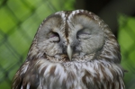 110618_tamazoo_08 多摩動物公園