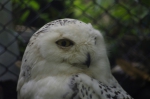 110618_tamazoo_09 多摩動物公園