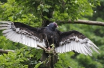 110618_tamazoo_10 多摩動物公園