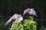 110618_tamazoo_12 多摩動物公園