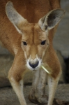 110618_tamazoo_13 多摩動物公園