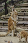 110618_tamazoo_14 多摩動物公園