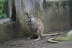110618_tamazoo_16 多摩動物公園