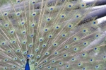 110618_tamazoo_22 多摩動物公園