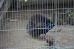 110618_tamazoo_23 多摩動物公園