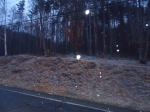 120304_sika_4 鹿