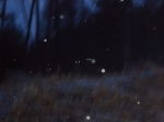 120304_sika_5 鹿