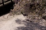 120428_takasima_00 諏訪高島城/お堀