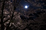 120506_sakura_1 桜と月