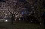 120506_sakura_2 桜と月