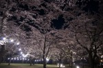 120506_sakura_3 桜