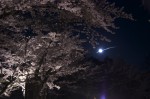 120506_sakura_4 桜と月
