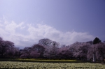 山高神代桜_130330_01