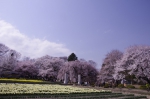 山高神代桜_130330_02