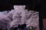 山高神代桜_130330_03