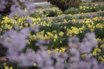 山高神代桜_130330_04