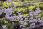 山高神代桜_130330_05