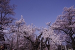 山高神代桜_130330_07