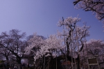 山高神代桜_130330_08