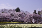 山高神代桜_130330_10