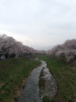 横河川の桜
