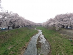 横河川の桜