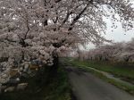横河川の桜