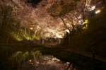 池に写る桜雲橋