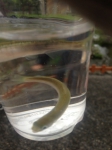 千歳サケのふるさと館/サケの稚魚