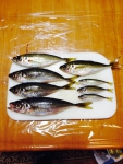 今回の釣果