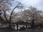 松本城/桜