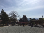 松本城/桜