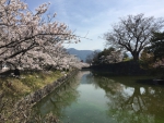 松本城/桜