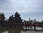 松本城/桜