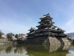 松本城/桜