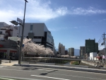 松本/桜