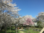 諏訪湖畔の桜
