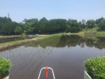 田植え