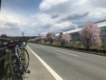 標高1,100mの桜