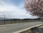 標高1,100mの桜