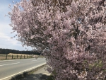 標高1,100mの桜