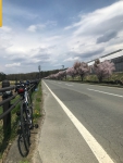 標高1,100mの桜