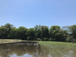 田植え