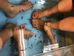 Fish Spa