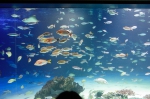サンシャイン水族館
