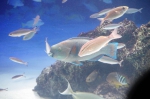サンシャイン水族館