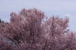標高1,000mの桜